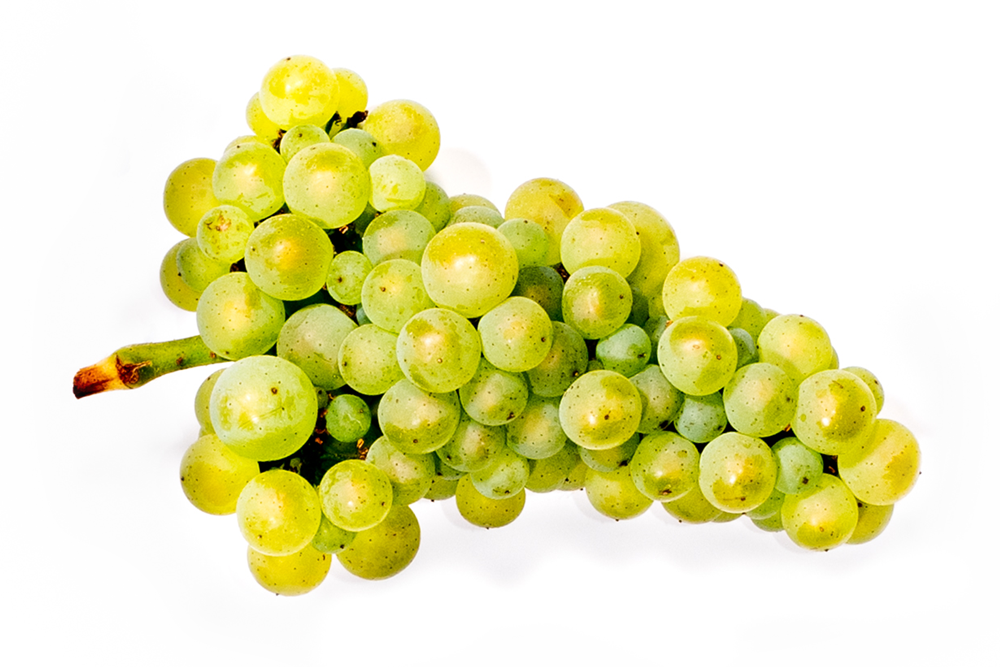 Chardonnay Cluster