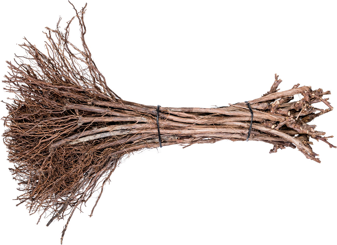 Rootstock
